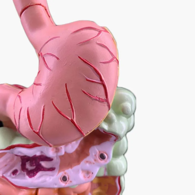 Human Digestive System Model Stomach Anatomy Large Intestine Cecum Rectum Duodenum Human Internal Organs Structure Model