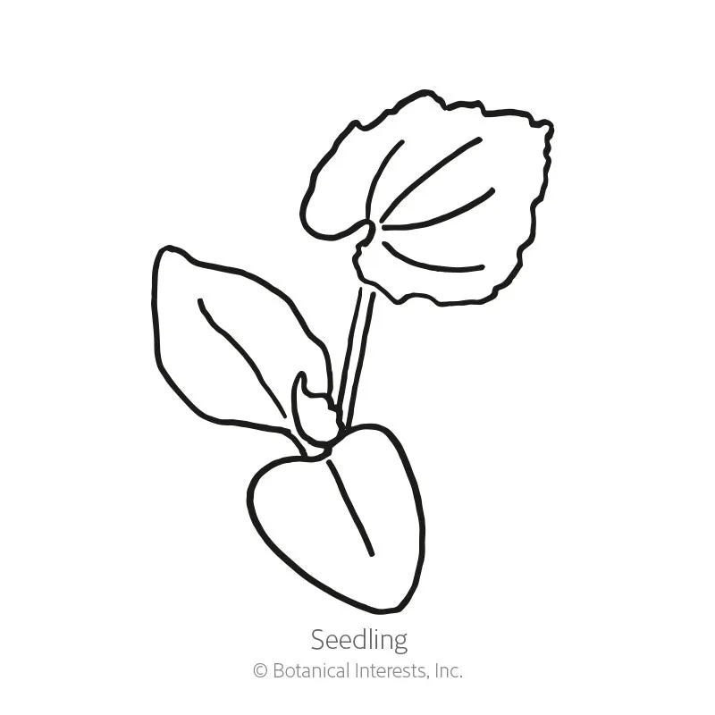Jarrahdale Pumpkin Seeds