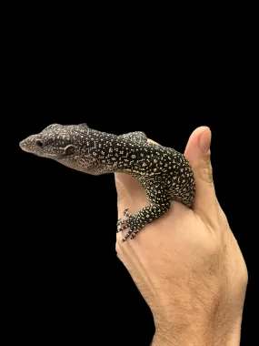 Mangrove Monitor