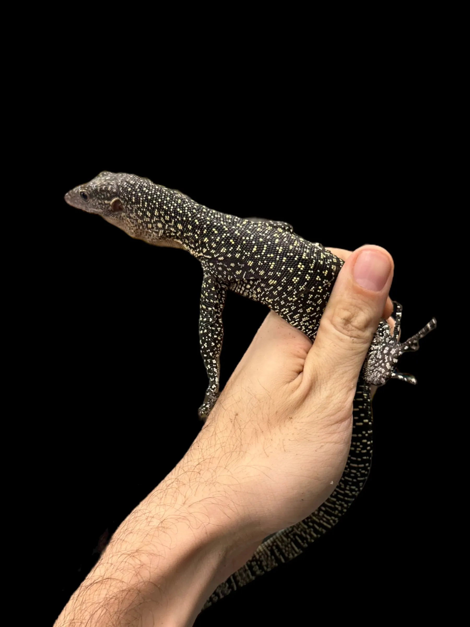 Mangrove Monitor