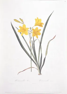 "Hemerocallis Flava" by Redoute