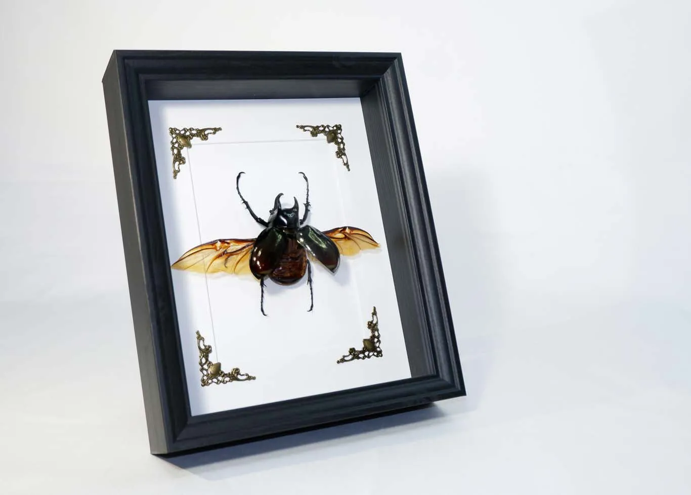 Rhino Beetle (Atlas Beetle) Frame