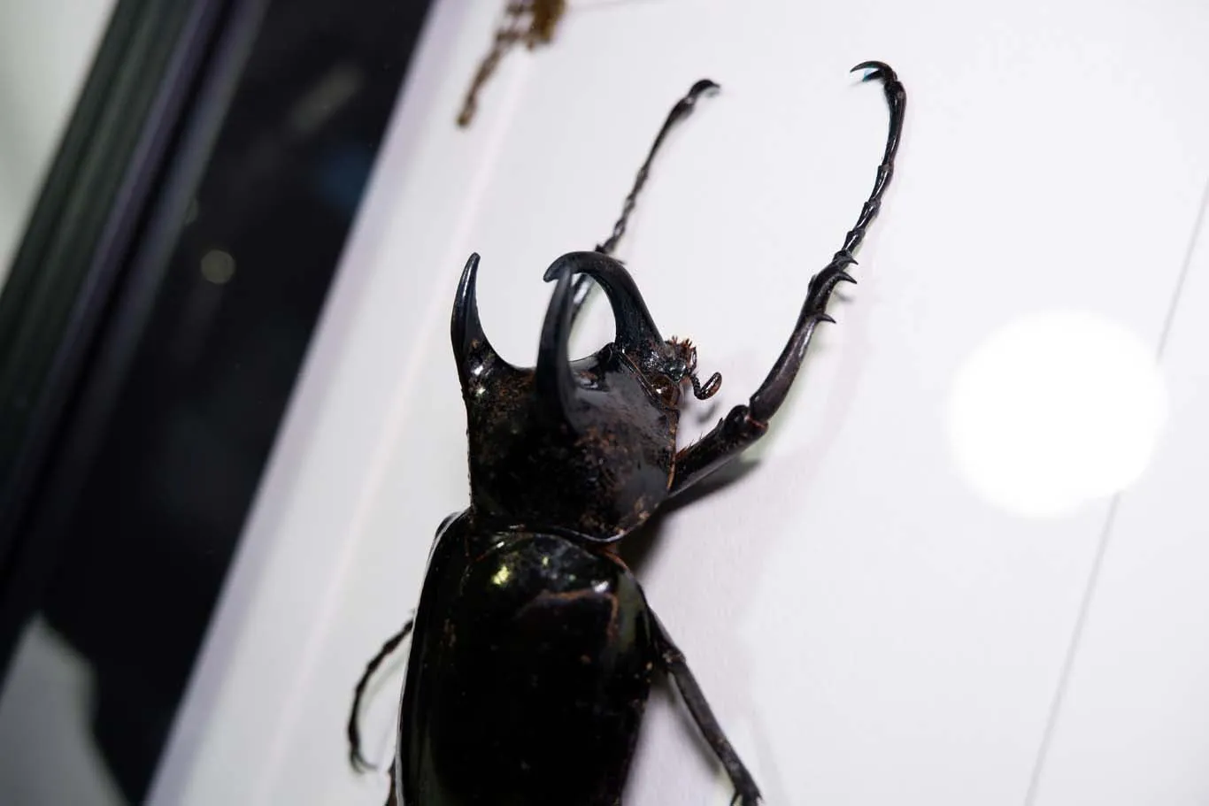 Rhino Beetle (Atlas Beetle) Frame